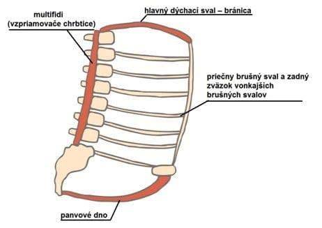 Infografika: Časti panvového dna a hlboký stabilizačný systém