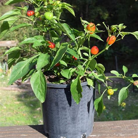 paprika v kvetináči na balkóne