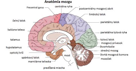 Ilustrácia ľudského mozgu so zvýraznenými oblasťami zodpovednými za chuť a emócie