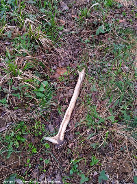 Fotografia hotového piškótového korpusu - rovný povrch a zlatistá farba