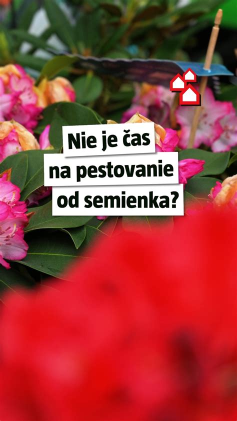 Infografika: Tok ovocného reťazca od pestovania po distribúciu v regióne Michalovce