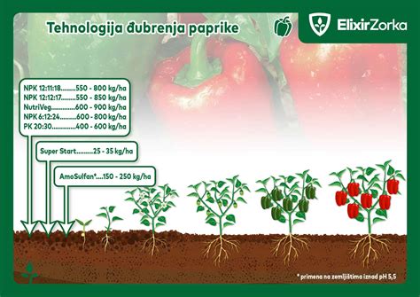 Infografika: 8 rastlín priateľských k paprike a ich účinky na hmyz