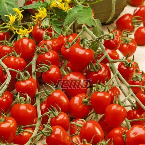 Čerstvé cherry paradajky a bylinky