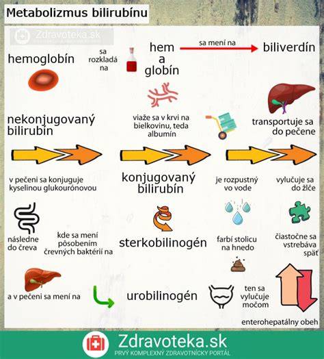Infografika: Metabolizmus ellagitanninov až po tvorbu urolithinov v hrubom čreve a vplyv črevnej mikrobioty na účinnosť granátového jablka