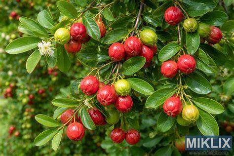 Obrázok: Florina plody na strome a detail škrupiny