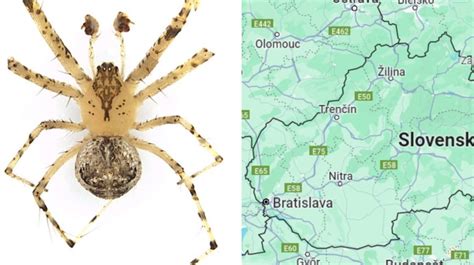 Mapa výskytu užovky obojkovej a súvisiace druhy
