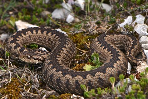 Vipera graeca - záchranný druh podľa Európskej únie