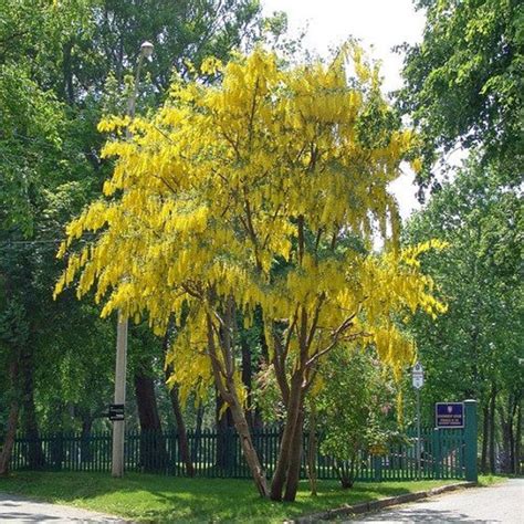 Fotografia: Zlatovka prostredná a štedrec ovisnutý - podobnosti vnútorne