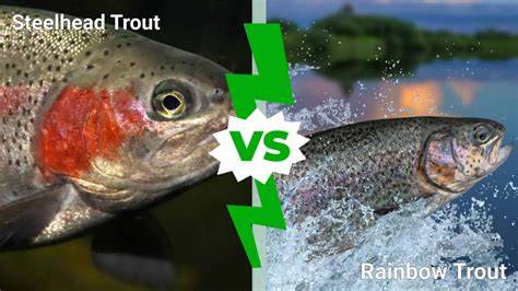 Infografika stati: Rozdelenie foriem pstruha dúhového (Steelhead vs Rainbow Trout) a jeho migračné trasy