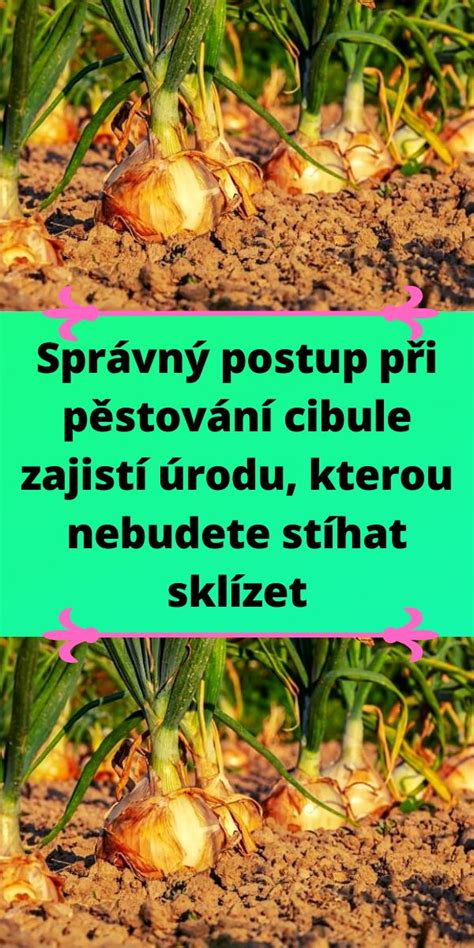 Infografika: Základný postup karamelizácie cibule