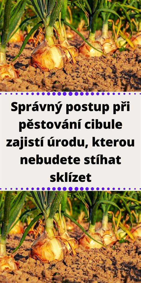 Infografika: Správný postup prípravy sekanej a triky proti praskaniu