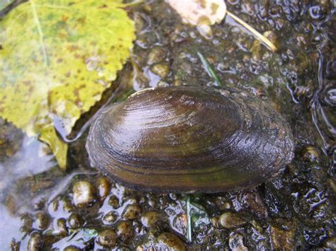 Korýtko riečne (Unio crassus)