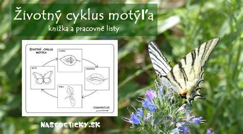 Infografika: Životný cyklus motýľa (vajíčko, húsenica, kukla, motýľ)