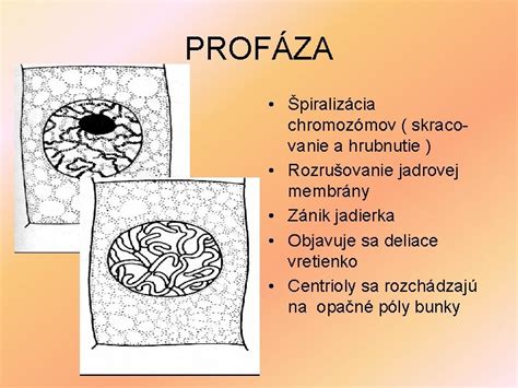 Detailná schéma jadrovej membrány s jadrovými pórmi