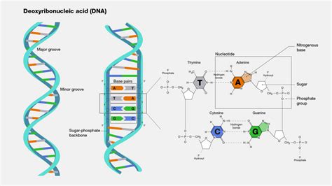 Model dvojzávitnice DNA