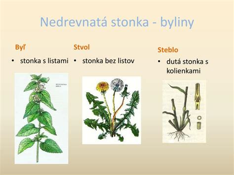 Ilustrácia rastliny zemiaka s listami, stonkou, kvetmi a plodmi