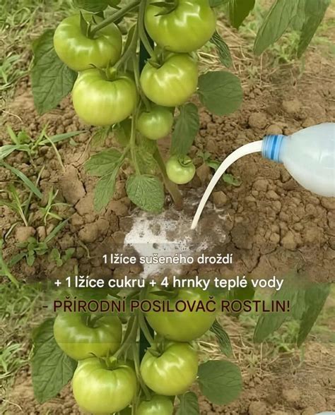Zloženie substrátu pre rajčiny