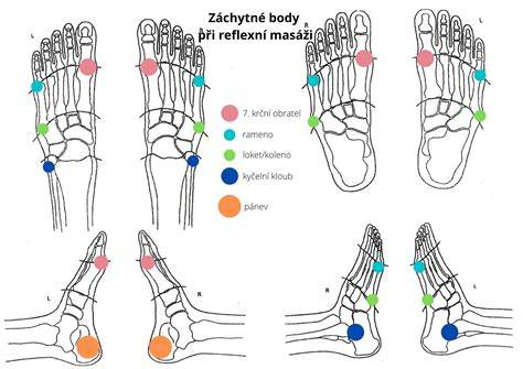 Infografika: Časti chodidla a fázy krokového cyklu