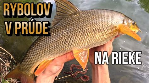 Ilustrácia rôznych druhov rýb v zdravom ekosystéme