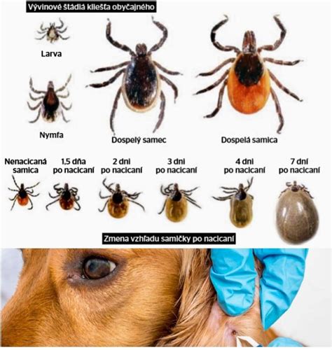 Infografika: Typy močových kameňov u psov a mačiek