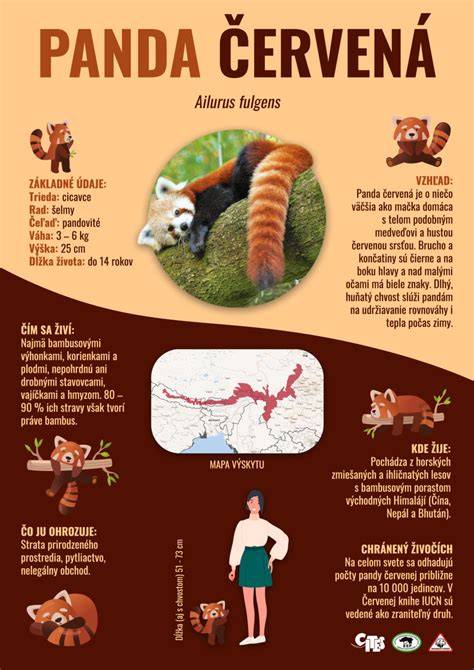 kakaovo-tvarohové panda rezy infografika