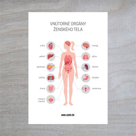 Infografika: Vnútorné a vonkajšie orgány kury domácej