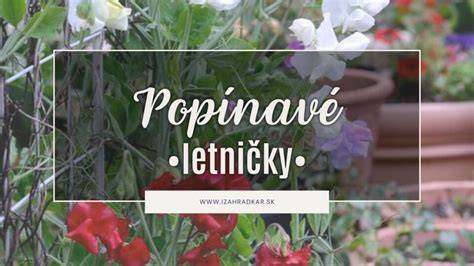 Popínavé letničky na plotoch a pergolách