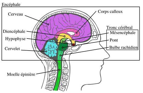 Schéma_neurotoxínov