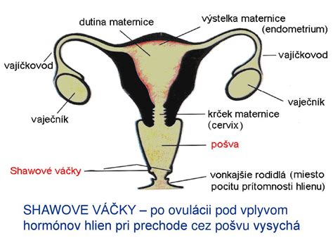 Anatómia ženského reprodukčného systému so zameraním na vajíčkovody