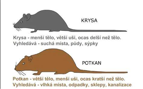 Porovnanie potkana hnedého a krysy tmavej
