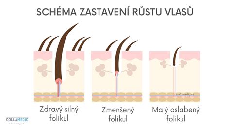 Schéma životného cyklu vlasu