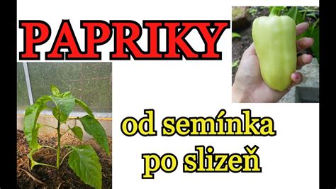 Infografika: Cesty pestovania papriky od semienka po zber