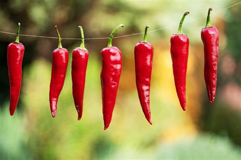 chilli papričky a pivo