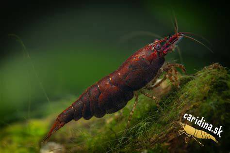 Infografika: Rozdelenie kreviet Neocaridina a Caridina