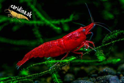 Vizualizácia: Rôzne farebné druhy kreviet Neocaridina a Caridina