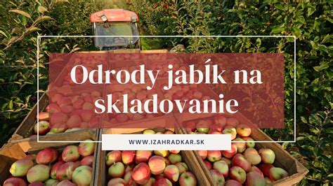 Obrázok: Voskovanie jabĺk a jeho význam pre skladovanie