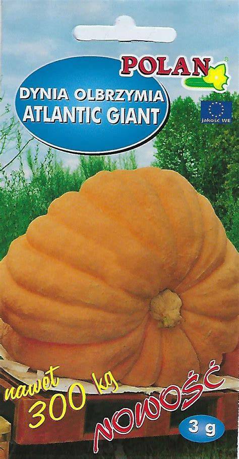 Atlantic Giant na poli - obrovská tekvica