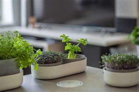 miska s microgreens