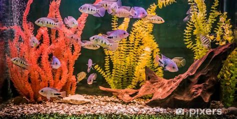 Akvarium s fondánovými rybami