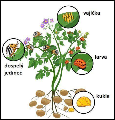 Životný cyklus pásavky zemiakovej (vajíčko - larva - kukla - dospelý)
