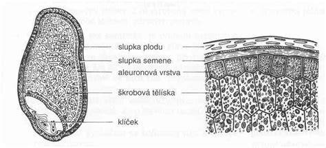 Infografika: výhody celozrnnej múky (vláknina, vitamíny, GI index)