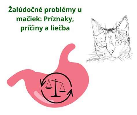 Obrázok znázorňujúci bežné príčiny zvracania u mačiek