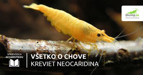 Infografika o ASC certifikácii a udržateľnom chove kreviet vo Vietname