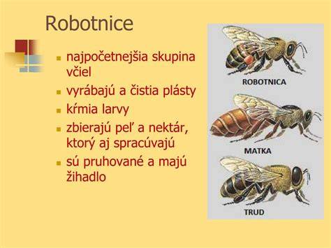 Diagram sociálnej štruktúry včelieho úľa: kráľovná, robotnice, trúdy