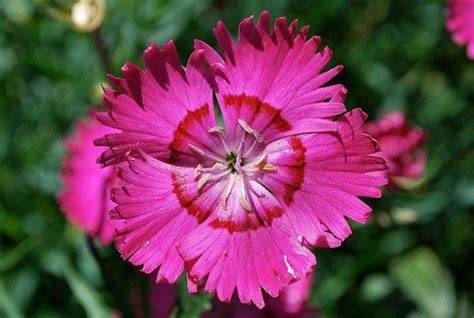 Infografika: Ideálne podmienky pre Dianthus gratianopolitanus (slnko, drenáž, pH, zálievka)