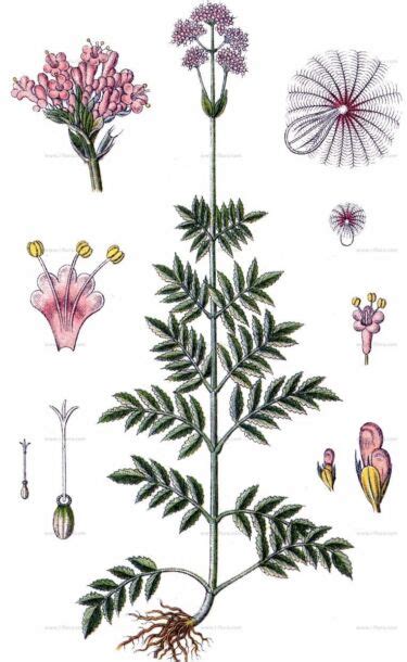 Botanický nákres rastliny Valeriána lekárska