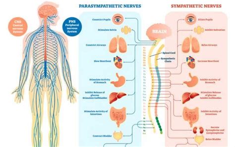 Infografika zobrazujúca účinky valeriány na spánok a nervový systém