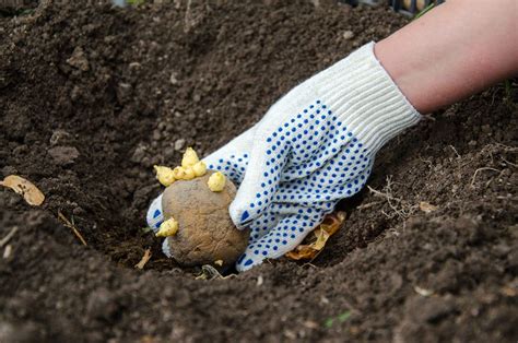 Predklíčené zemiakové hľuzy pripravené na sadenie
