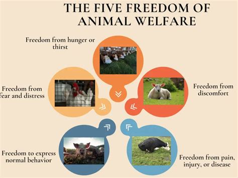 Ilustrácia princípu Animal welfare