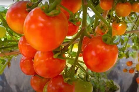 Zloženie leča - paprika, paradajky, cibuľa